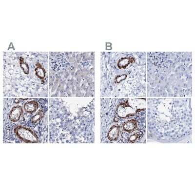 Immunohistochemistry-Paraffin: Nrip2 Antibody [NBP1-85034]