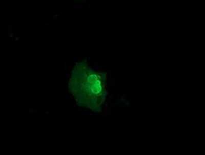 Immunocytochemistry/ Immunofluorescence: Nse2 Antibody (OTI6A6) - Azide and BSA Free [NBP2-73070]