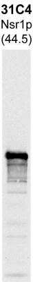 Western Blot: Nsr1p Antibody (31C4) [NBP1-05389]