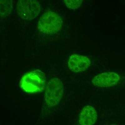Immunocytochemistry/ Immunofluorescence: NuMA Antibody [NB500-174]