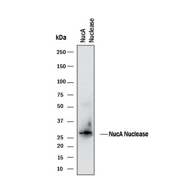 Detection of NucA nuclease antibody by Western Blot.