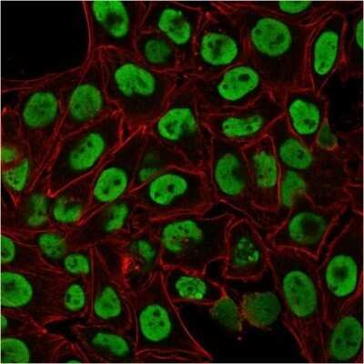 Immunocytochemistry/ Immunofluorescence: Nuclear Antigen Antibody (235-1) - Azide and BSA Free [NBP2-34525]