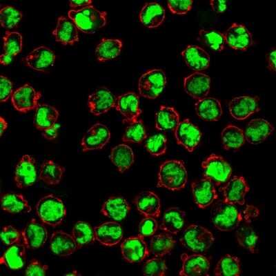 Immunocytochemistry/ Immunofluorescence: Nuclear Antigen Antibody (235-1) - Azide and BSA Free [NBP2-34525]