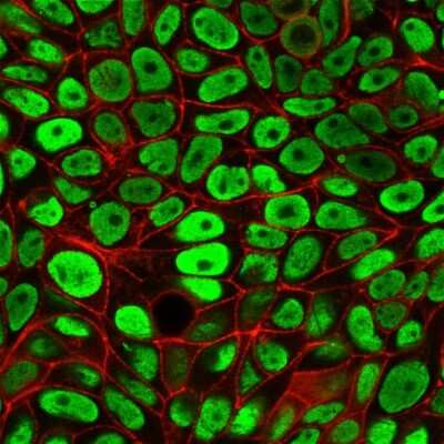 Immunocytochemistry/ Immunofluorescence: Nuclear Antigen Antibody (235-1) - Azide and BSA Free [NBP2-34525]