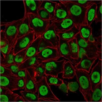 Immunocytochemistry/ Immunofluorescence: Nuclear Antigen Antibody (235-1) [NBP2-34342]