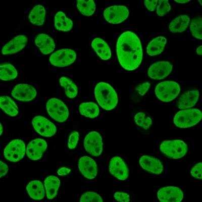 Immunocytochemistry/ Immunofluorescence: Nuclear Antigen Antibody (235-1R) - Azide and BSA Free [NBP3-14102]