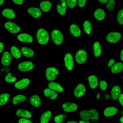 Immunocytochemistry/ Immunofluorescence: Nuclear Antigen Antibody (235-1R) - Azide and BSA Free [NBP3-14102]