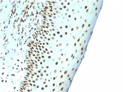 Immunohistochemistry-Paraffin: Nuclear Antigen Antibody (NM106) - IHC-Prediluted [NBP2-48213]