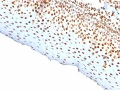 Immunohistochemistry-Paraffin: Nuclear Antigen Antibody (rNM106) [NBP3-13909]