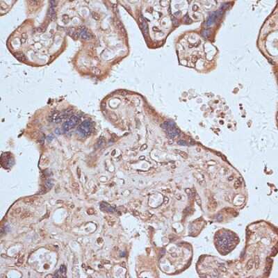 Immunohistochemistry-Paraffin: Nuclear Factor Erythroid 2 Related Factor 1 Antibody - Azide and BSA Free [NBP2-93792]