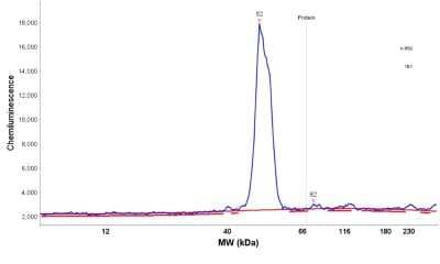 Simple Western: Nuclear Factor Erythroid Derived 2 Antibody [NBP1-82580]