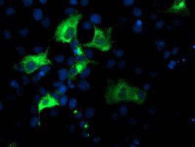 Immunocytochemistry/ Immunofluorescence: Nucleobindin 1 Antibody (OTI1A5) [NBP2-01446]
