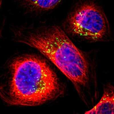 Immunocytochemistry/ Immunofluorescence: Nucleobindin 1 Antibody [NBP1-88217]