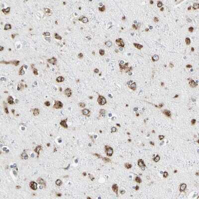 Immunohistochemistry-Paraffin: Nucleobindin 1 Antibody [NBP1-88217]