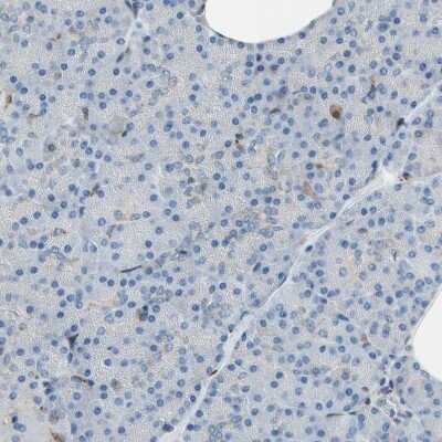 Immunohistochemistry-Paraffin: Nucleobindin 1 Antibody [NBP1-88217]