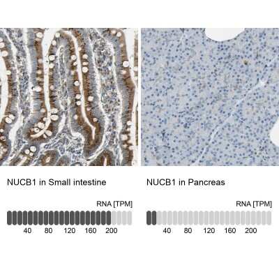 Immunohistochemistry-Paraffin: Nucleobindin 1 Antibody [NBP1-88217]