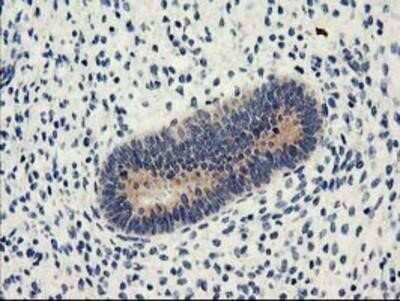 Immunohistochemistry: Nucleobindin 1 Antibody (OTI1A5) - Azide and BSA Free [NBP2-73086]