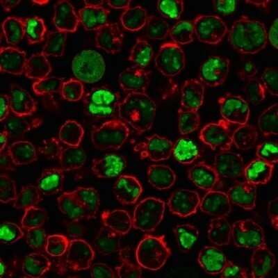 Immunocytochemistry/ Immunofluorescence: Nucleoli Marker Antibody (NM95) - Azide and BSA Free [NBP2-34695]