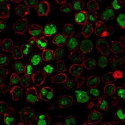 Immunocytochemistry/ Immunofluorescence: Nucleolin Antibody (364-5 + NCL/902) - Azide and BSA Free [NBP2-47862]