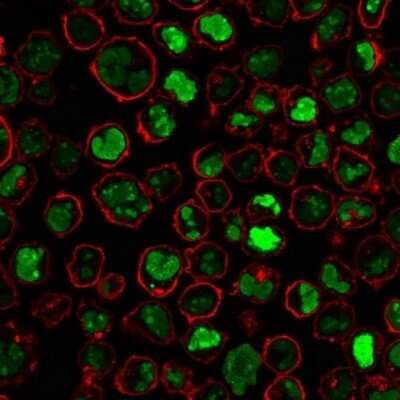 Immunocytochemistry/ Immunofluorescence: Nucleolin Antibody (364-5) - Azide and BSA Free [NBP2-47861]