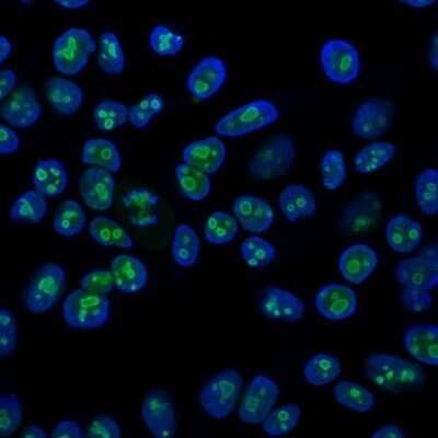 Immunocytochemistry/ Immunofluorescence: Nucleolin Antibody (364-5) - Azide and BSA Free [NBP2-47861]