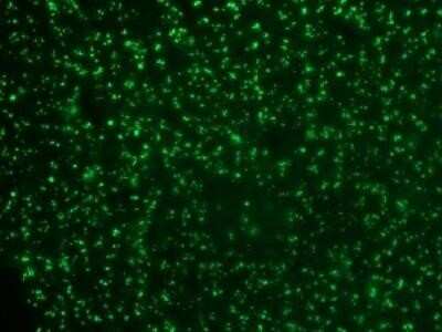 Immunohistochemistry-Paraffin: Nucleolin Antibody (364-5) - Azide and BSA Free [NBP2-47861]