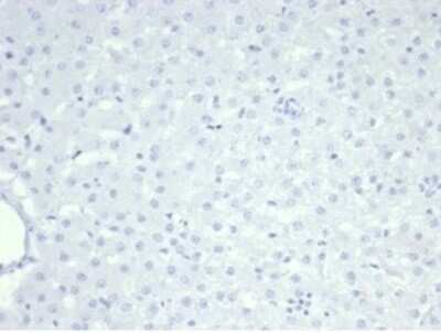 Immunohistochemistry-Paraffin: Nucleolin Antibody (NCL/7014R) [NBP3-11037]