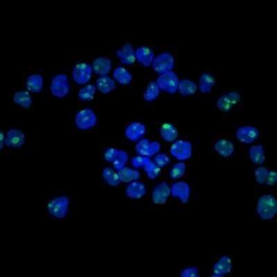 Immunocytochemistry/ Immunofluorescence: Nucleolin Antibody (NCL/902) - Azide and BSA Free [NBP2-47860]