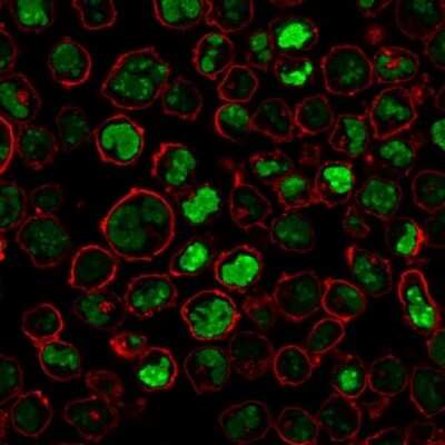Immunocytochemistry/ Immunofluorescence: Nucleolin Antibody (NCL/902) [NBP2-44610]