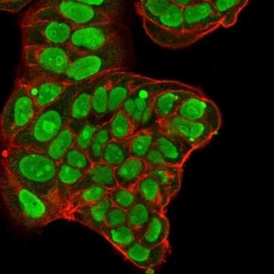 Immunocytochemistry/ Immunofluorescence: Nucleolin Antibody (NCL/902) [NBP2-44610]