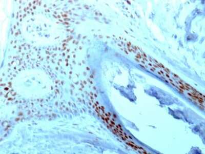 Immunohistochemistry-Paraffin: Nucleolin Antibody (NCL/902) [NBP2-44610]