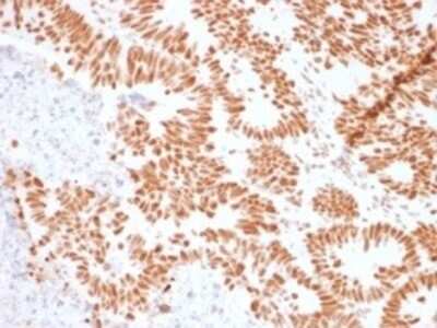 Immunohistochemistry-Paraffin: Nucleolin Antibody (NCL/902) [NBP2-44610]