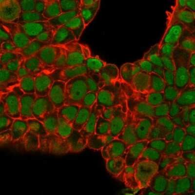 Immunocytochemistry/ Immunofluorescence: Nucleolin Antibody (SPM614) [NBP2-44611]