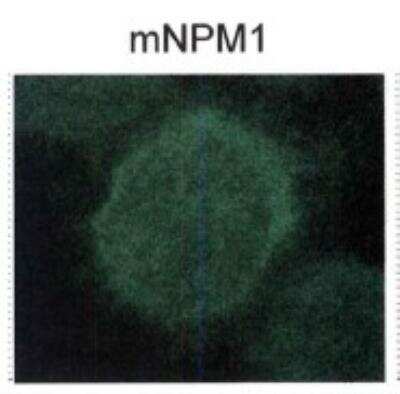 Immunocytochemistry/ Immunofluorescence: NPM1 Antibody - BSA Free [NB110-61646]