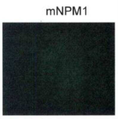 Immunocytochemistry/ Immunofluorescence: NPM1 Antibody - BSA Free [NB110-61646]