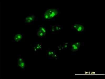 Immunocytochemistry/ Immunofluorescence: Nucleoplasmin-3 Antibody [H00010360-B01P]