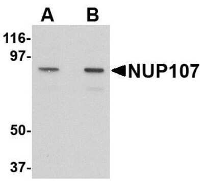 Western Blot: Nucleoporin 107 AntibodyBSA Free [NBP1-76927]