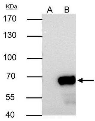 Immunoprecipitation: NUP62 Antibody [NBP1-31381]