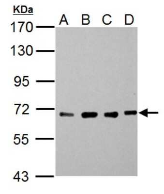 Western Blot: NUP62 Antibody [NBP1-31381]