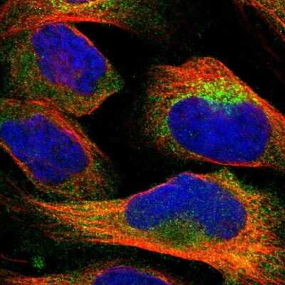 Immunocytochemistry/ Immunofluorescence: Nucleoredoxin Antibody [NBP1-82289]