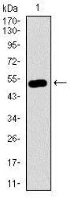 Western Blot: Nucleostemin Antibody (2C8D5)BSA Free [NBP2-37410]