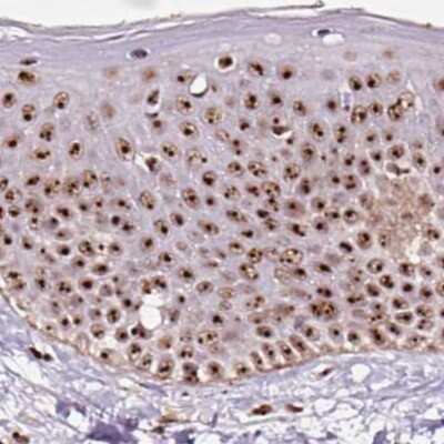 Immunohistochemistry-Paraffin: Nucleostemin Antibody [NBP2-38326]
