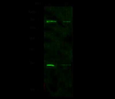 Western Blot: Nucleostemin Antibody [NBP2-98743]