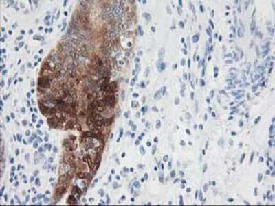 Immunohistochemistry-Paraffin: Nudel Antibody (OTI5E11) [NBP2-01086]