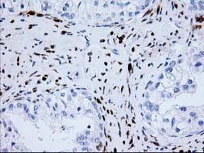 Immunohistochemistry-Paraffin: Nudel Antibody (OTI5E11) [NBP2-01086]