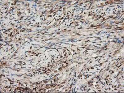Immunohistochemistry-Paraffin: Nudel Antibody (OTI5E11) [NBP2-01086]