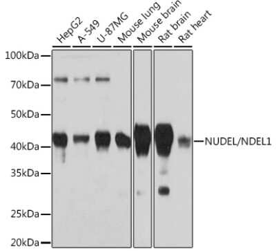 Western Blot: Nudel Antibody (9C8T10) [NBP3-16275]