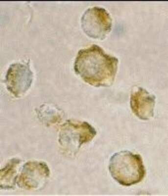 Immunocytochemistry/ Immunofluorescence: Nudel Antibody - BSA Free [NBP1-76677]