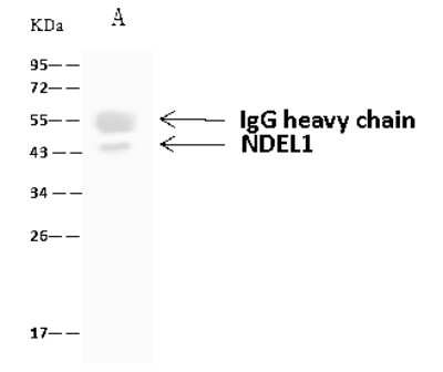 Immunoprecipitation: Nudel Antibody [NBP2-97160]