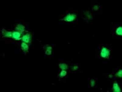 Immunocytochemistry/ Immunofluorescence: Nudel Antibody (OTI5E11) - Azide and BSA Free [NBP2-73104]